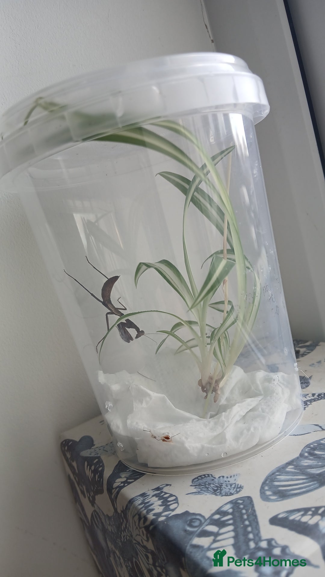 Praying Mantis invertebrates for sale: Mixed inverts mantis and more - Advert 8