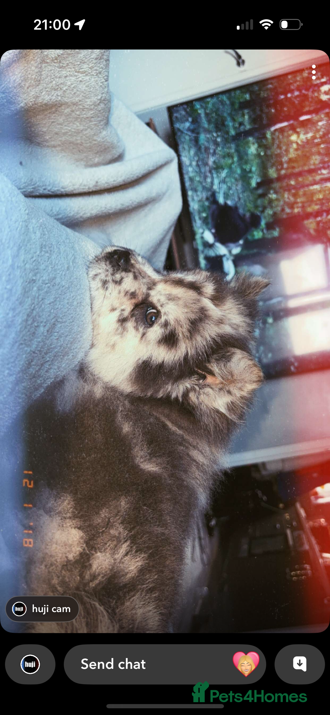Chow Chow dogs for sale: Beautiful silver/ blue merle boy 💙 - Image 6