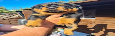 Rottweiler 3