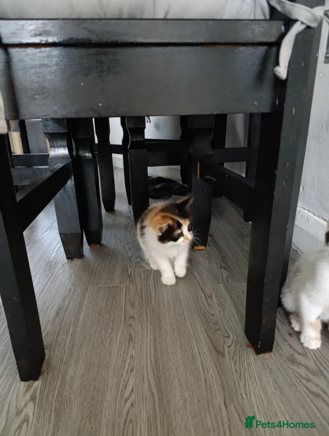 Mixed Breed cats for sale: Mini covs :D - Advert 6