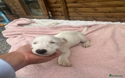 Jack Russell dogs for sale: 6 Beautiful pure Jack Russels - Image 2