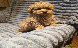 Maltipoo dogs for sale: Toy Maltipoo Ready to go - Image 12