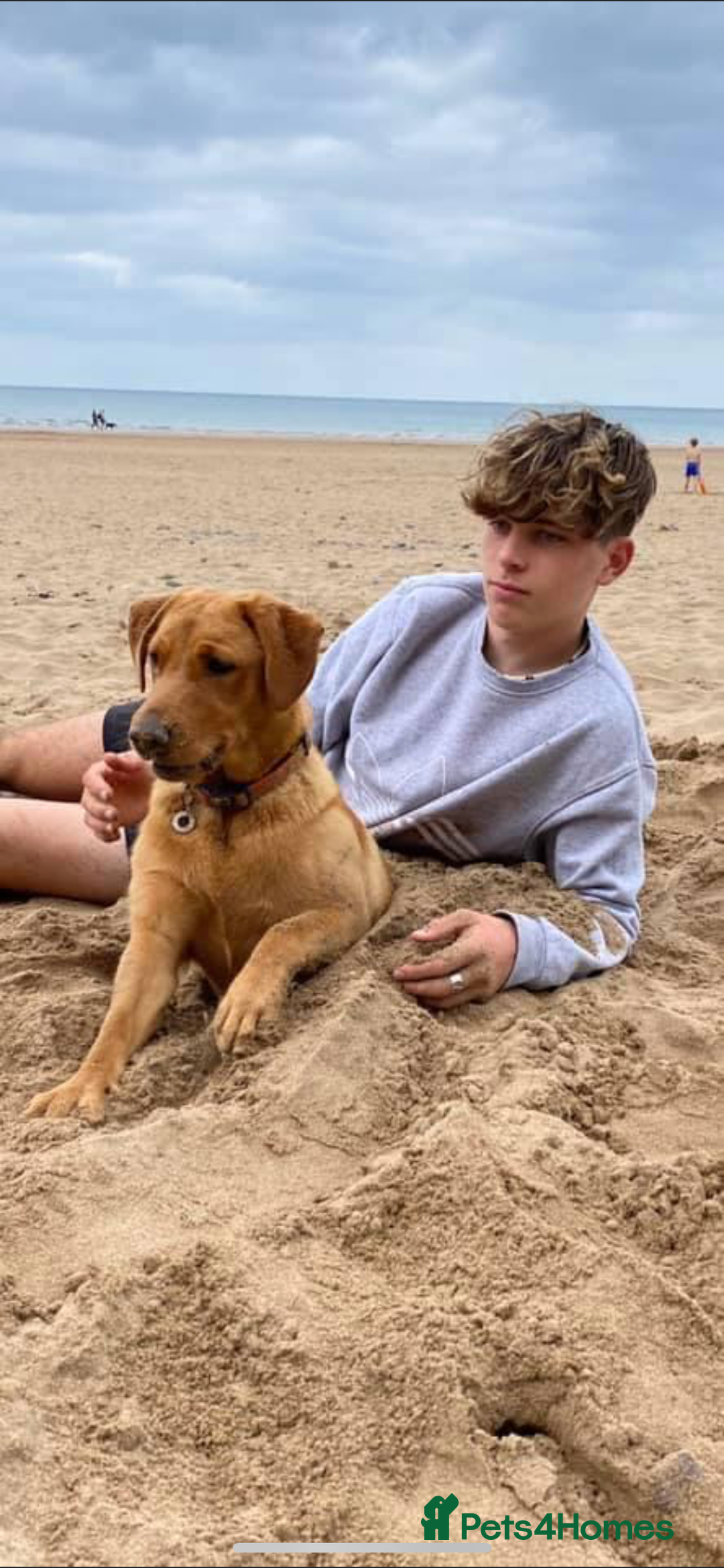 Labrador Retriever dogs for sale: DUE MID-JANUARY. Fox Red Labrador puppies.  - Advert 28