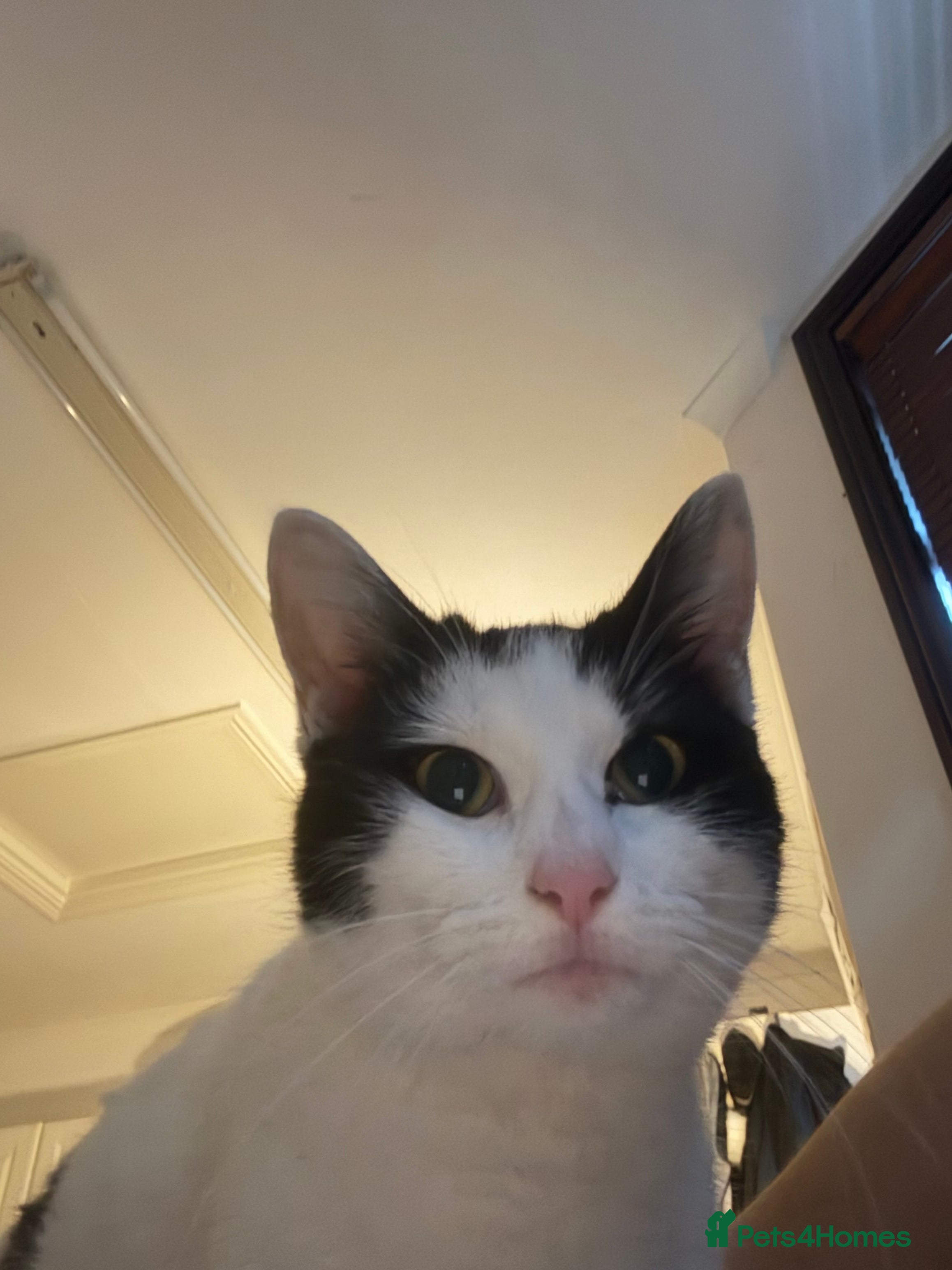 Mixed Breed cats Babu looking for a forever home - Advert 2