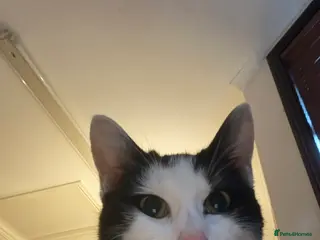 Mixed Breed cats Babu looking for a forever home - Advert 2