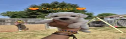 Bichon Frise dogs for sale: Bichon Frise 2 boys 3 girls - Advert 20