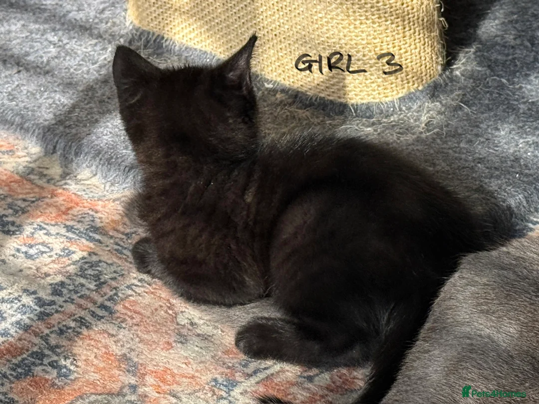 Mixed Breed cats for sale: Chocolate brown tabby kittens 🐱  - Advert 18