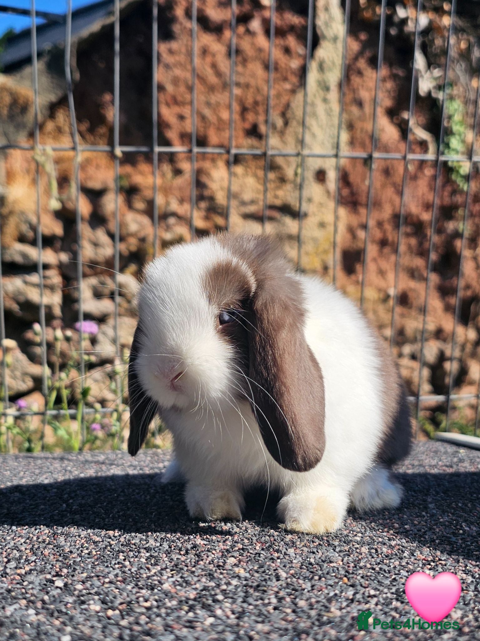 Mini Lop rabbits Vaccinated Mini Lops  - Advert 3