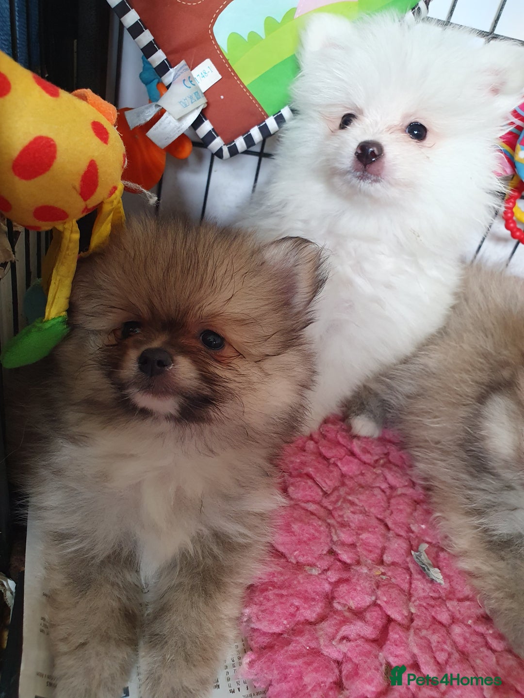 Pomeranian dogs for sale: Pomeranian puppies Ready Now. 1 white Male LEFT!! - Image 16
