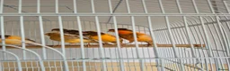 Canaries birds for sale: Harlequin canarys  - Advert 3