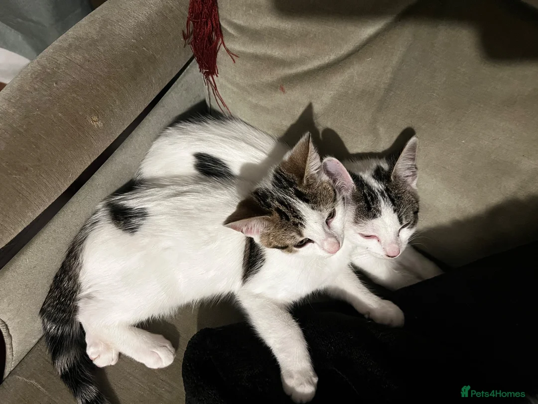 Mixed Breed cats for sale: Two playful kittens for rehoming in Bridgwater - Advert 6