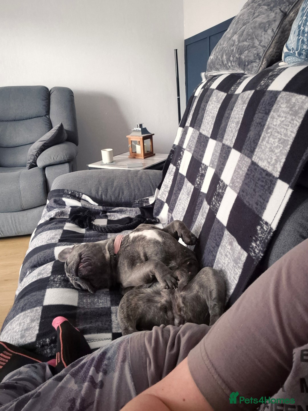 French Bulldog dogs for sale: Female frenchie (18 months old ) - Image 9