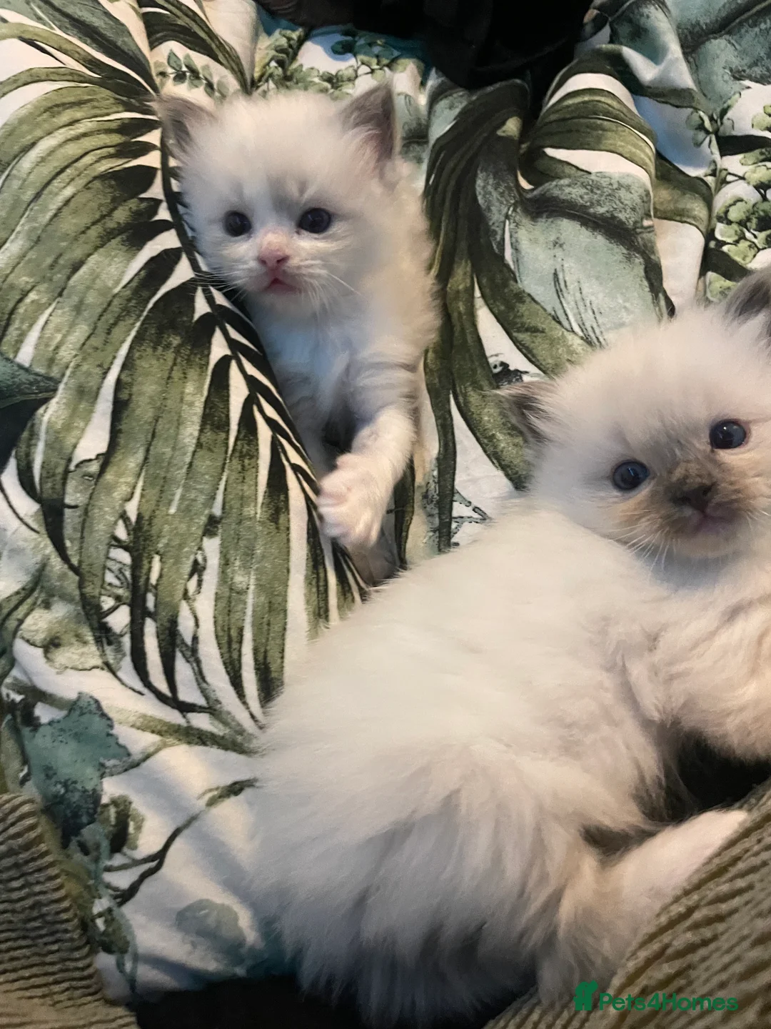 Ragdoll cats for sale: 2 female ragdolls for sale  - Advert 8