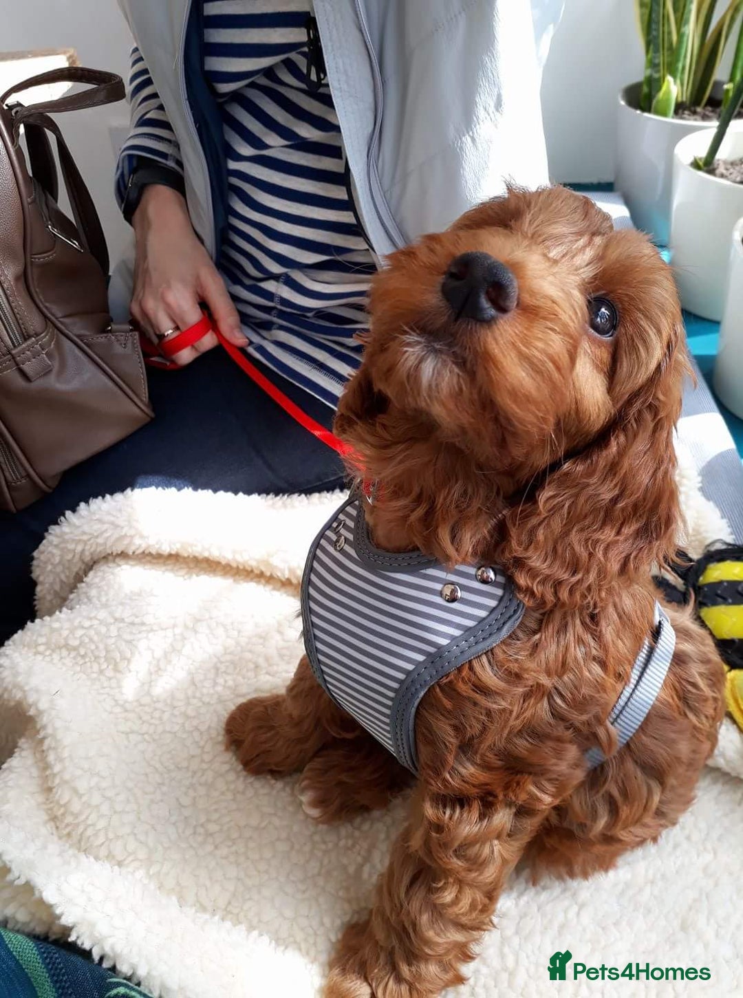 Cavapoo dogs for sale: Welcome to Cotswold Cavapoos - Advert 26
