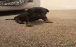 Mixed Breed dogs for sale: American pocket Corso - Image 20