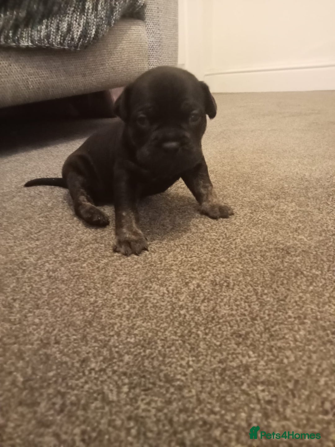 Mixed Breed dogs for sale: American pocket Corso - Image 20