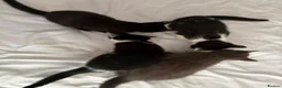 Mixed Breed cats for sale: 4 Beautiful kittens looking for Loving Homes in Bradford - Advert 16