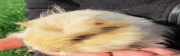 Guinea Pig rodents for sale: long haired guinea pigs - Advert 5