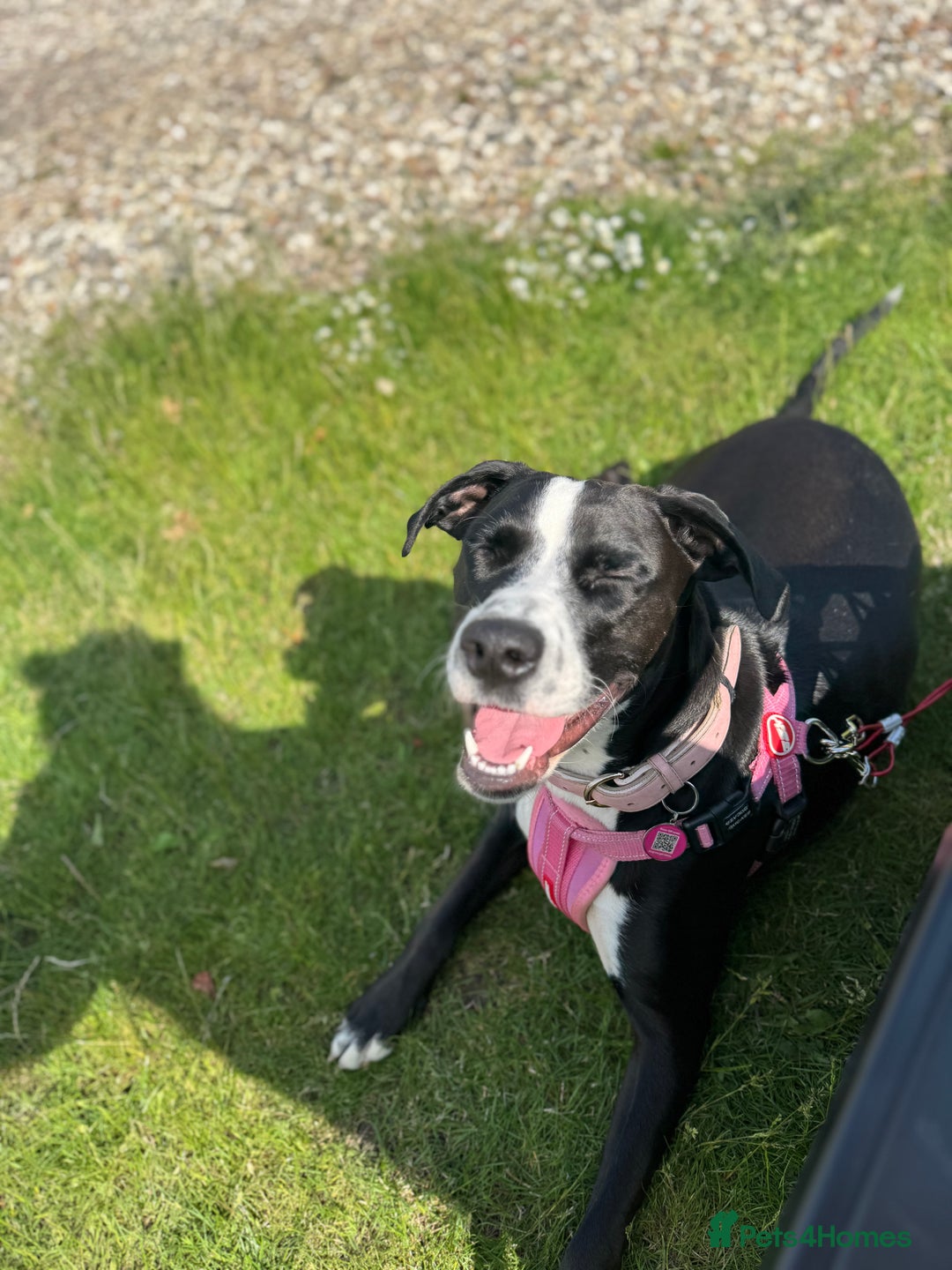 Mixed Breed dogs for sale: Dalmation x Great Dane  - Image 2