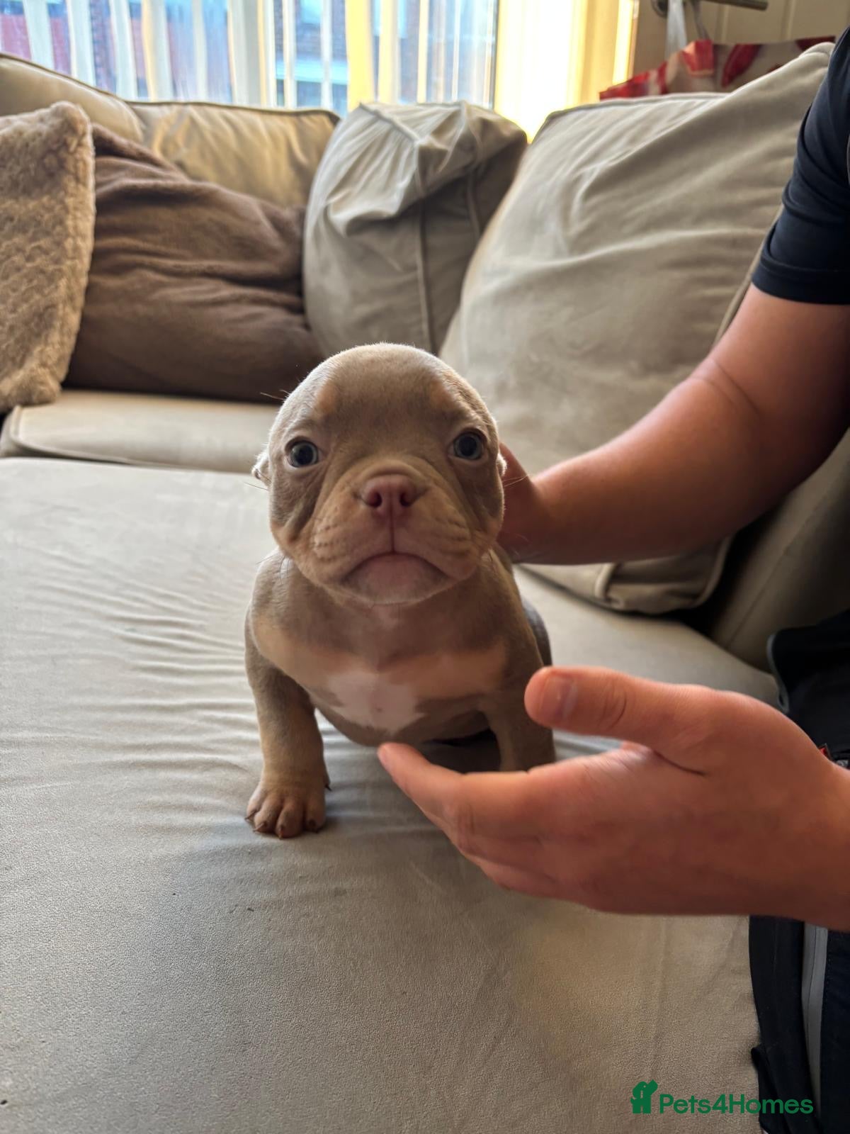 American Bully dogs READY TODAY🐾 Lilac’s microbully puppy’s💖🩵😍 - Advert 1