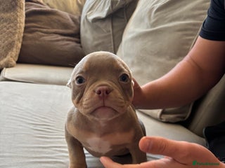 American Bully dogs READY TODAY🐾 Lilac’s microbully puppy’s💖🩵😍 - Advert 2
