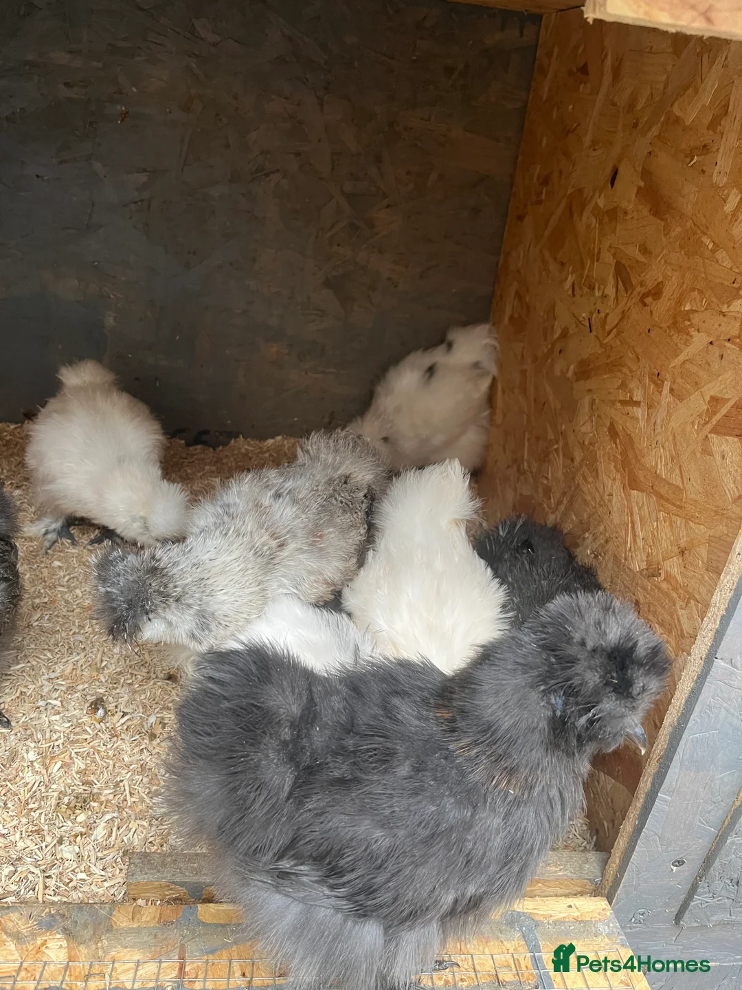 Chickens poultry for sale: Chicks, pullets, cockerels  - Advert 25