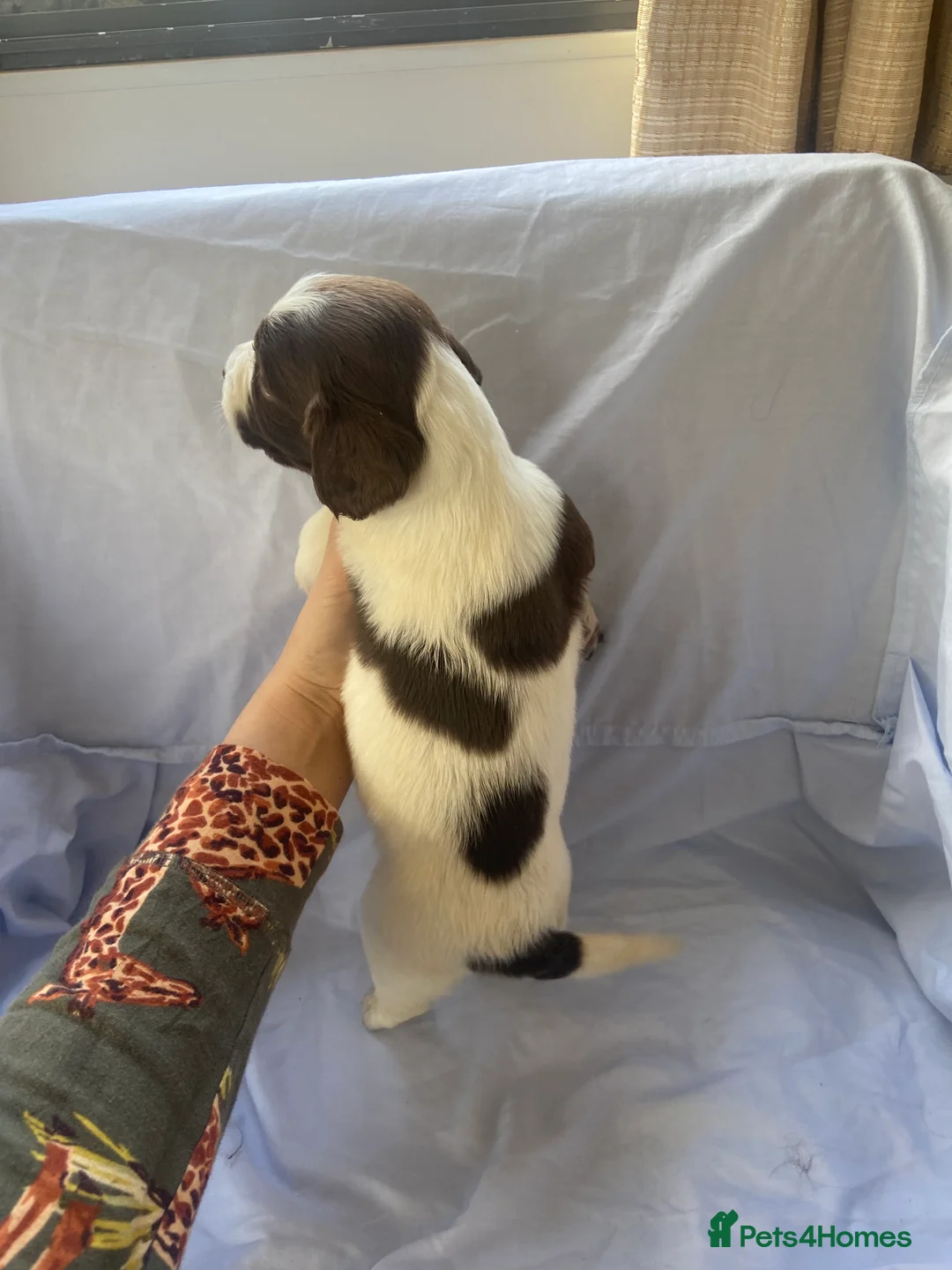 Cocker Spaniel dogs for sale: Working type Cocker Spaniel Puppies 🐶🐾  - Advert 12