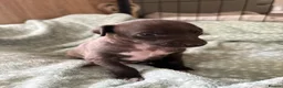 Italian Greyhound dogs for sale: Italian greyhound puppies  in Horsham - Advert 3