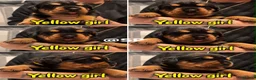 Rottweiler dogs for sale: Rottweiler Puppies  - Advert 11