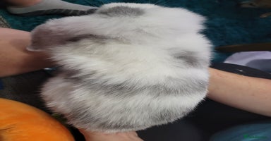 French Lop rabbits - Advert 2