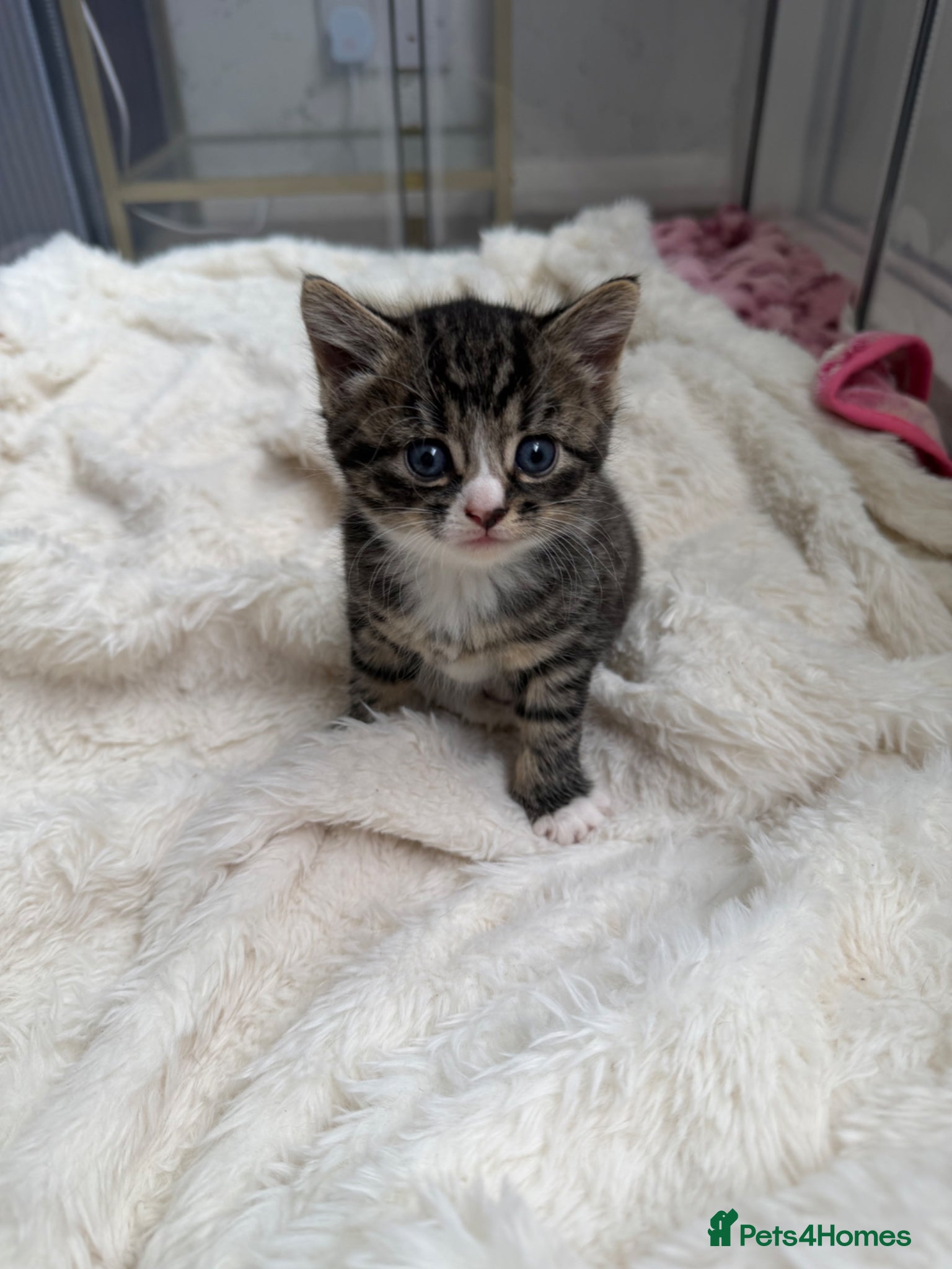 Domestic Shorthair cats for sale: Adorable tabby cats  in Reading - Advert 3
