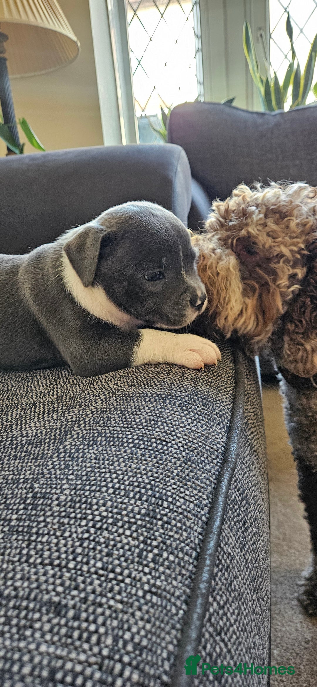 Staffordshire Bull Terrier dogs for sale: Blue&white and white&blue staffie pups - Image 21