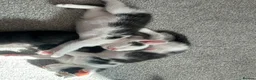 Mixed Breed cats for sale: Kittens for sale 4 males 2 females ready now  - Advert 11