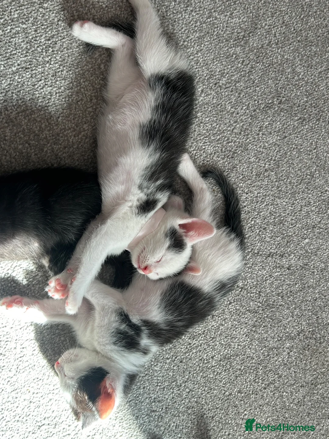 Mixed Breed cats for sale: Kittens for sale 4 males 2 females ready now  - Advert 11