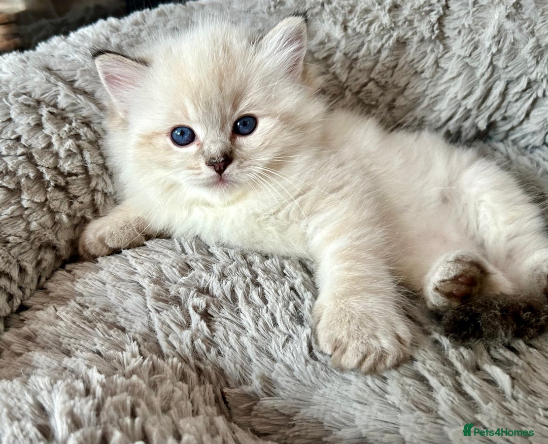 Ragdoll cats for stud: Stunning seal tabby point stud for selected queens in Manchester - Image 8