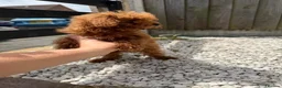 Toy Poodle dogs for sale: Small  **  Asian Poodle Boy in Grays - Advert 4