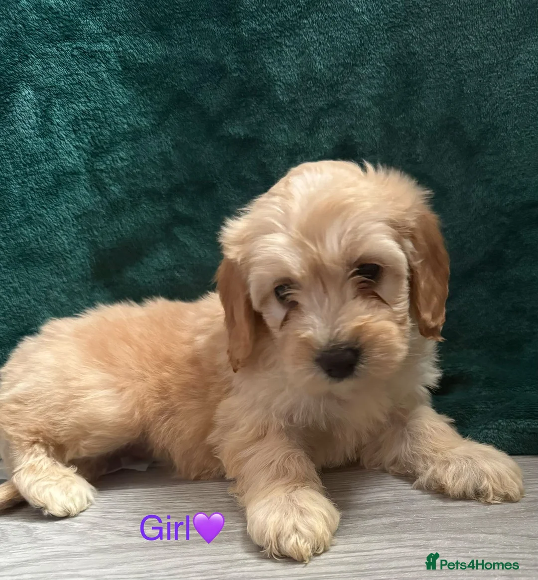 Cockapoo dogs for sale: Adorable puppies - Advert 9