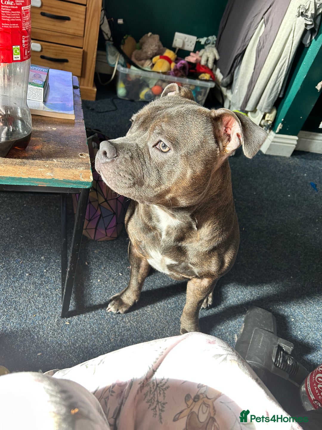 Staffordshire Bull Terrier dogs for stud: Loki | EXCEPTIONAL Blue Staffordshire Bull Terriet - Image 10