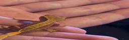 Gecko reptiles for sale: X2 baby crested gecko  in Edinburgh - Advert 1