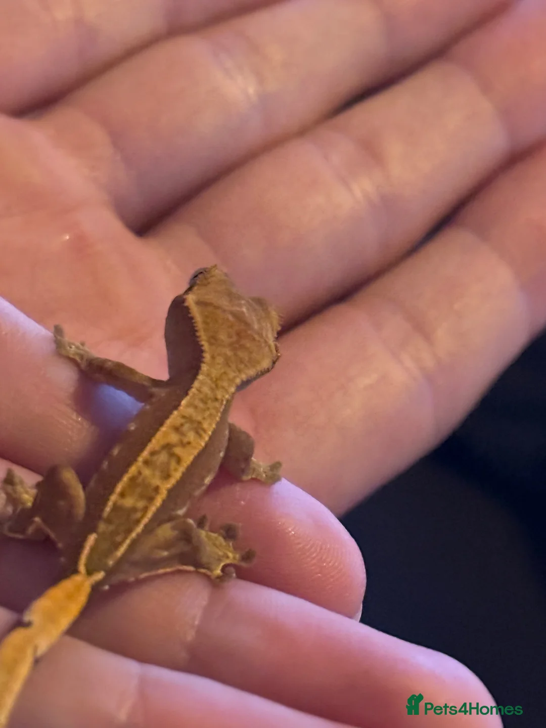 Gecko reptiles for sale: X2 baby crested gecko  in Edinburgh - Advert 1