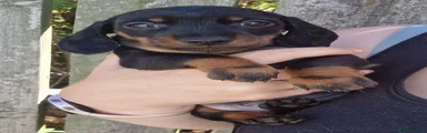 Miniature Dachshund 3