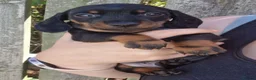 Miniature Dachshund dogs for sale: Champion line show Mini Smooth-Haired Dachshund  - Advert 5