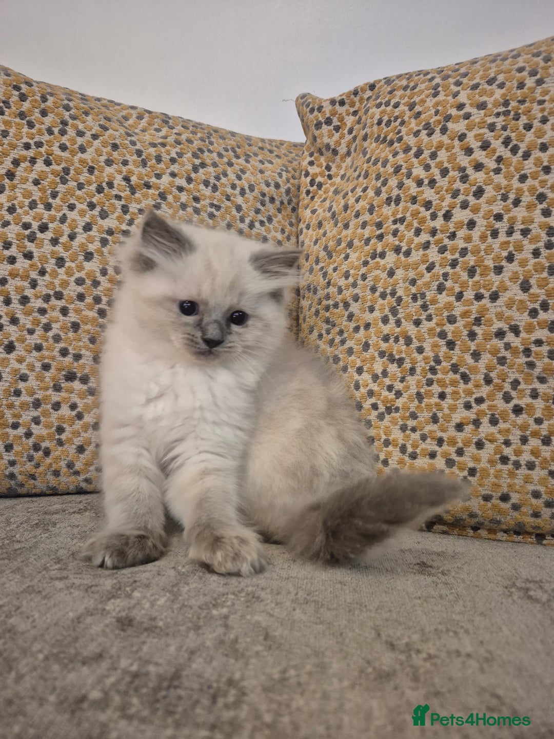 Ragdoll cats for sale: Pure Ragdoll Kittens - Advert 5