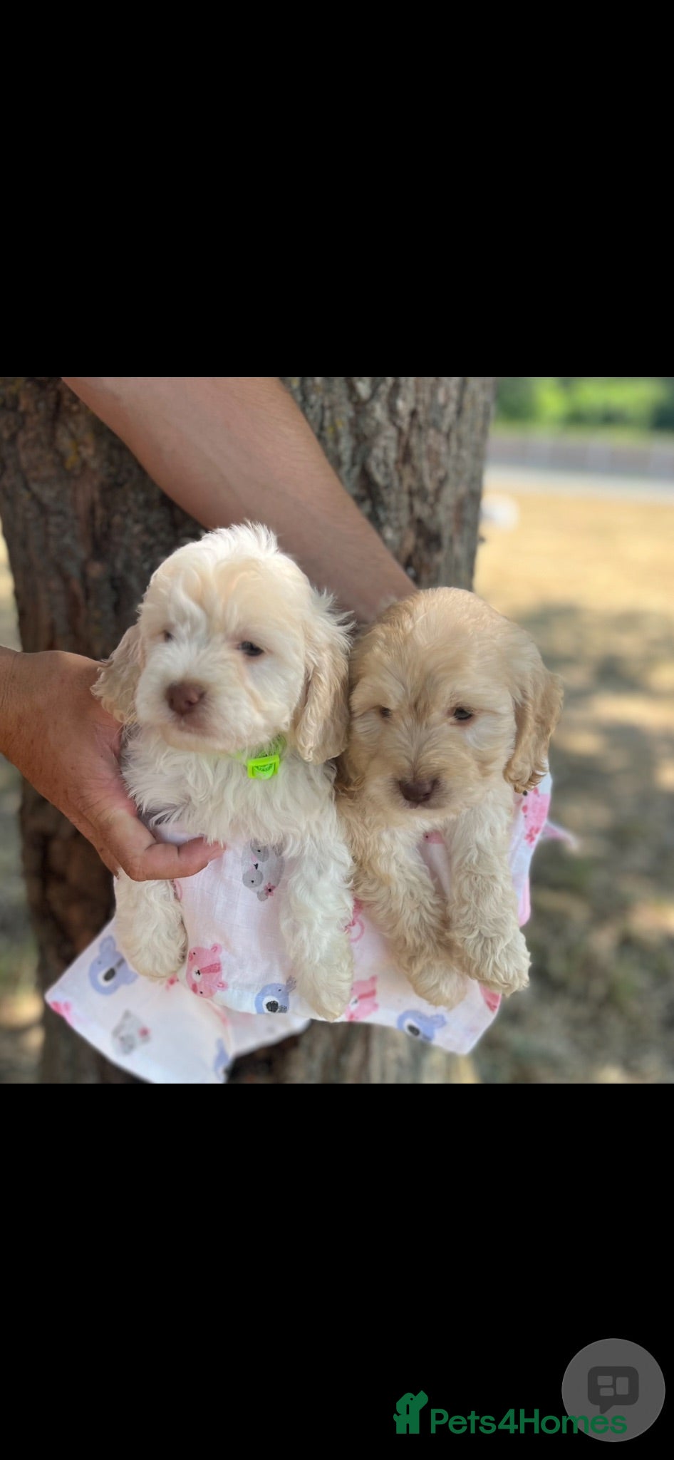 Cockapoo dogs adorable cockapoo puppies - Advert 2