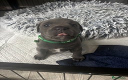 Staffordshire Bull Terrier dogs for sale: 1 male Blue Staff Bull Terrier pup 💙 in Hitchin - Image 14