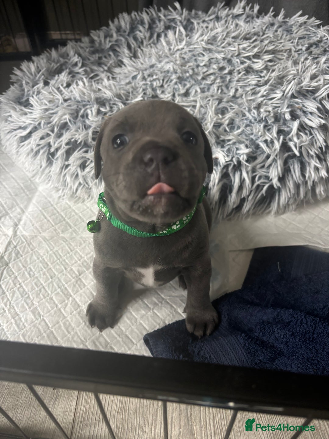Staffordshire Bull Terrier dogs for sale: 1 male Blue Staff Bull Terrier pup 💙 in Hitchin - Image 14