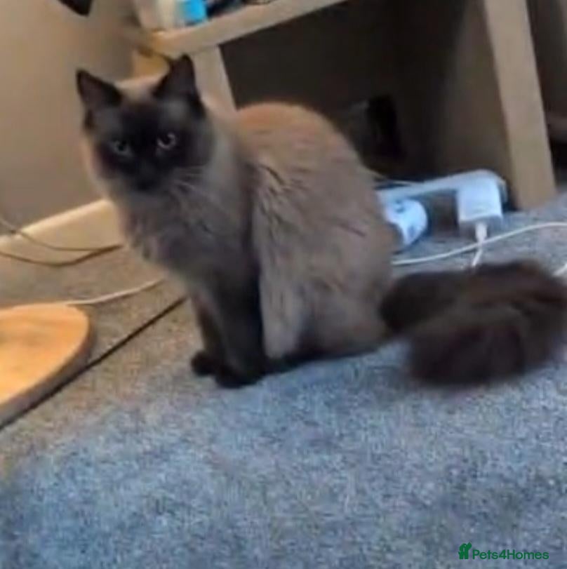Ragdoll cats 3 ragdoll kittens for sale - Advert 2