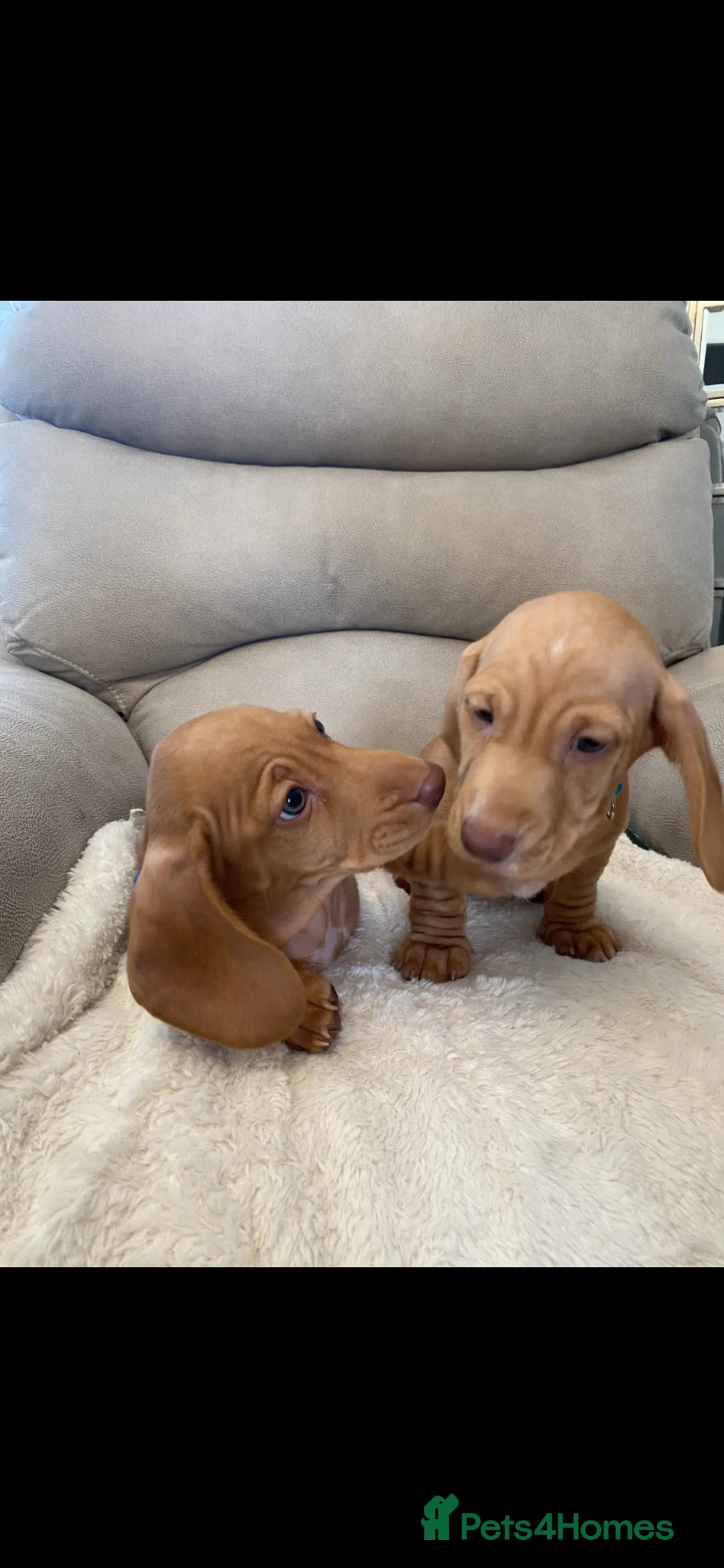 Dachshund dogs for sale: Miniature short hair dachshunds in Sunderland - Advert 1