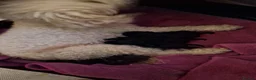 Mixed Breed dogs for sale: Miniature poodle cross puppies for sale  - Advert 30