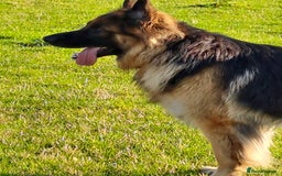 German Shepherd dogs for stud: Proven , Beautiful, health tested, long coat GSD  in Alnwick - Image 2